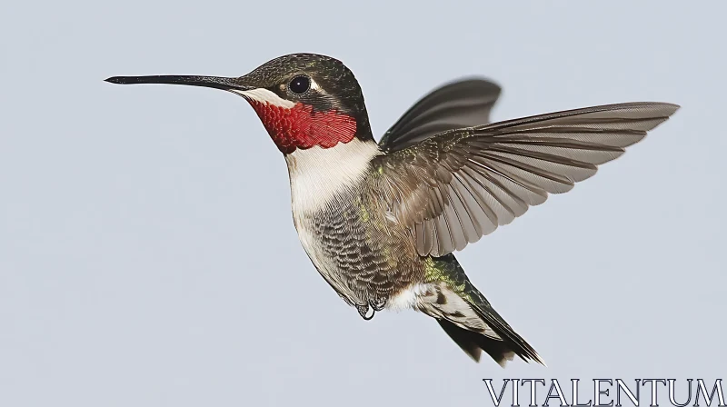 Hummingbird with Ruby Throat AI Image