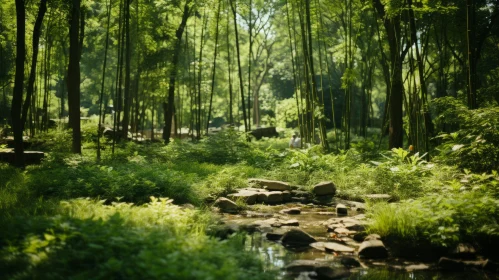 Tranquil Bamboo Forest with Water and Rocks