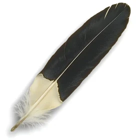 Monochrome Bird Feather