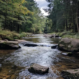 Tranquil Forest River with Rocks and Trees