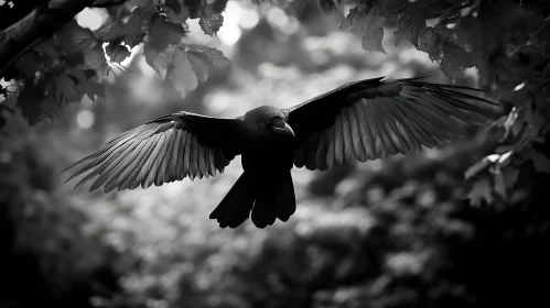 Monochrome Raven in Flight