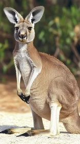Wild Kangaroo Standing Alert