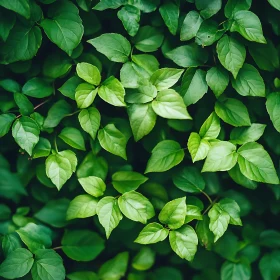 Lush Green Leaves Background