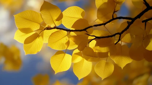 Autumnal Yellow Leaves