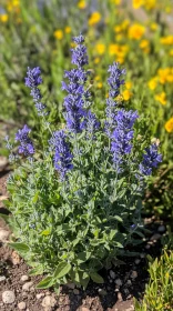 Striking Purple Lavender Flowers