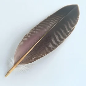 Detailed Feather Close-Up