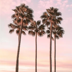 Tropical Sunset with Palm Trees