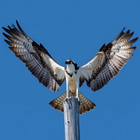 Bird on Pole with Open Wings