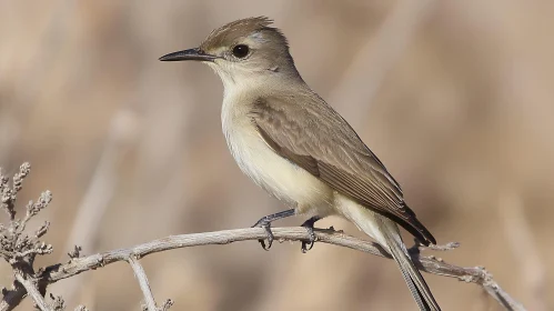 Small Bird on Branch