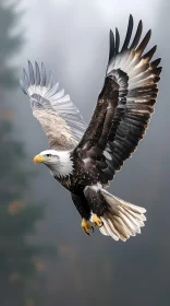 Eagle Soaring