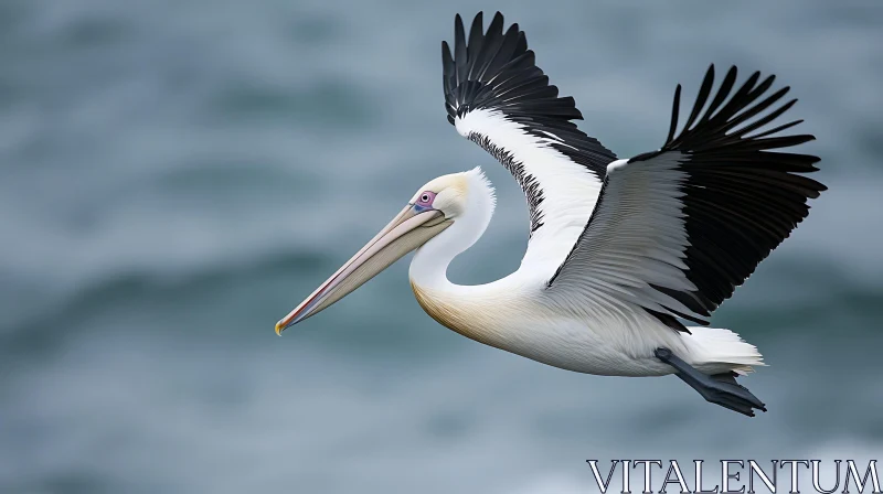 Soaring Pelican Against the Sky AI Image