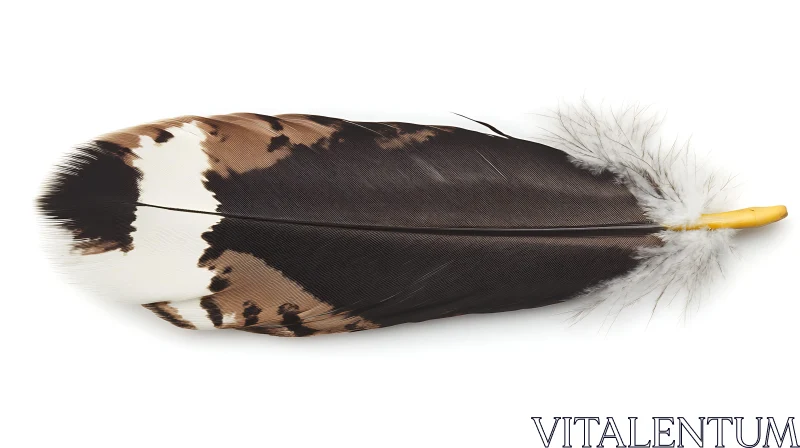 Isolated Feather on White Background AI Image