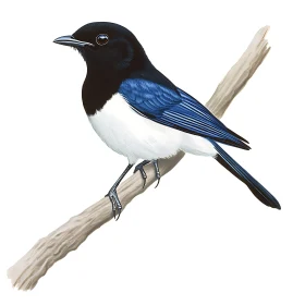 Magpie Bird Illustration