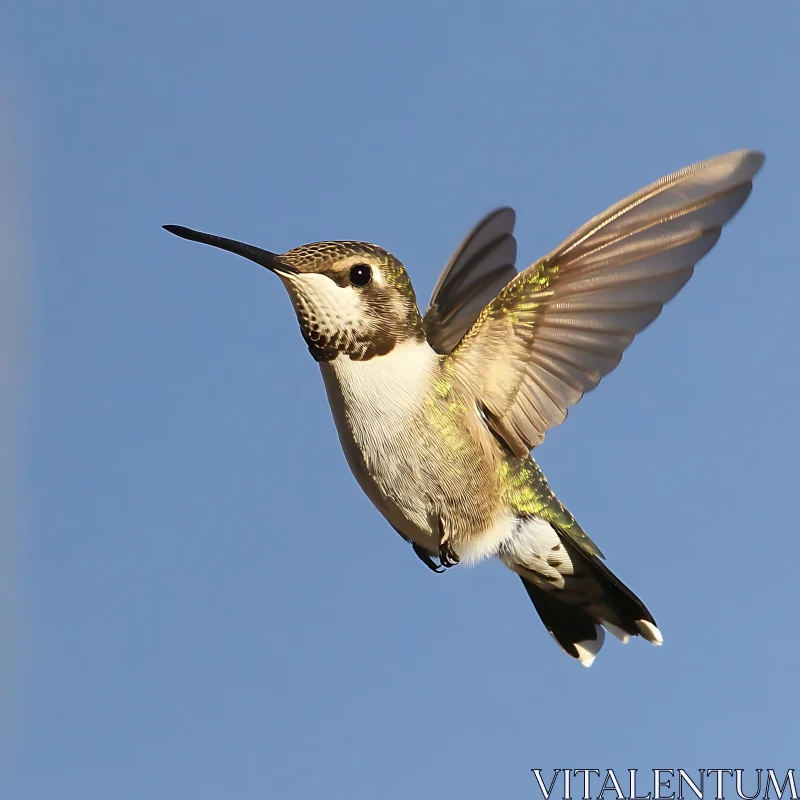 Delicate Hummingbird Soaring AI Image