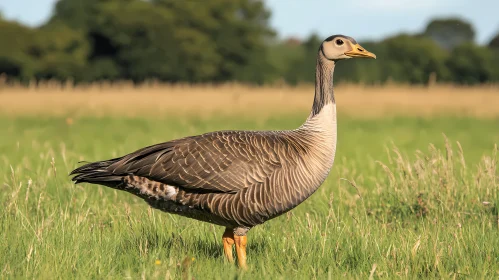 Serene Scene of a Goose in Nature