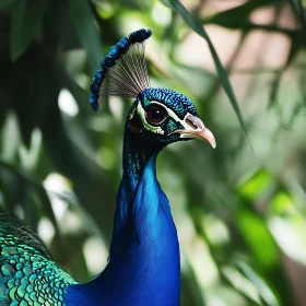 Peacock in Natural Habitat