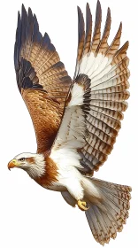 Eagle in Flight Displaying Graceful Strength