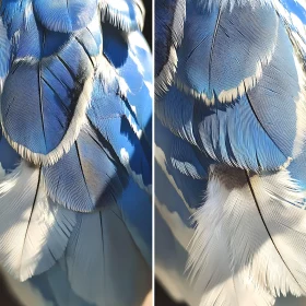 Avian Plumage in Blue and White