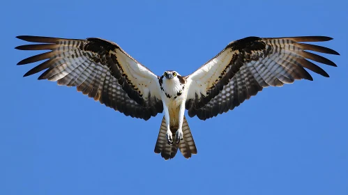 Soaring Bird with Open Wings