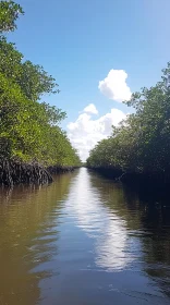 Calm Waterway with Reflective Surface in Mangrove Forest