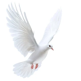 Dove Flying Isolated on White