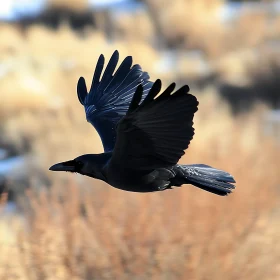 Soaring Raven Against Soft Background