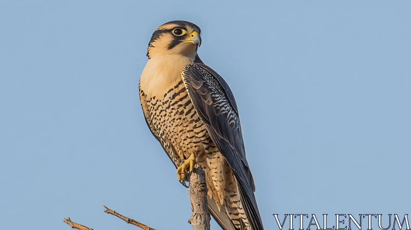 Peregrine Falcon Portrait AI Image