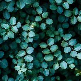 Dense Foliage Green Leaf Design