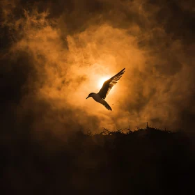 Silhouette of Bird Flying at Sunset