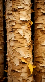 Close-up View of Drought-Affected Yellow Birch Trees