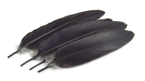 Raven Feathers Still Life
