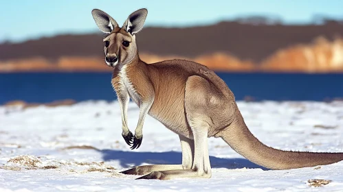 Winter Wildlife Scene with Kangaroo