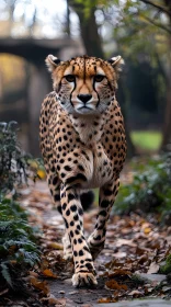 Cheetah Walking Through Forest