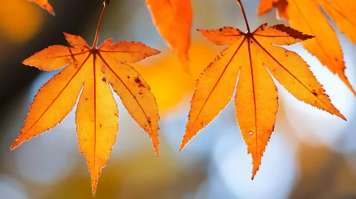 Golden Maple Leaves