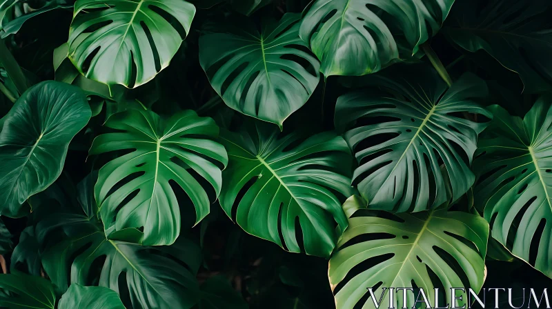 Tropical Monstera Leaf Pattern