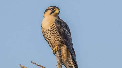 Peregrine Falcon Portrait