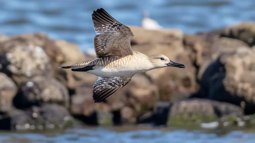 Seabird Flying Near Coastline