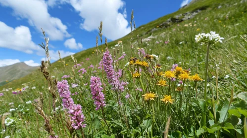 Vibrant Blossoms in an Alpine Meadow