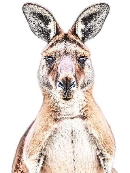 POD Design Realistic Kangaroo Design for T-Shirt Printing