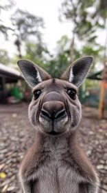 Wild Kangaroo Captured in the Wild