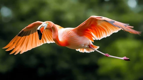 Pink Flamingo Flying
