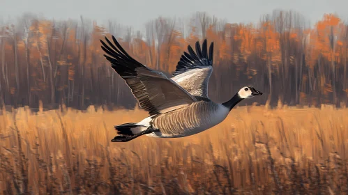 Autumn Goose Soaring