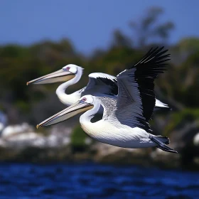 Birds in the Sky