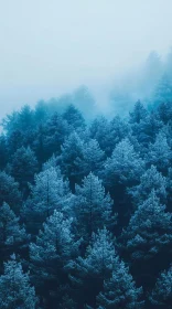 Tranquil Pine Trees in Blue Mist