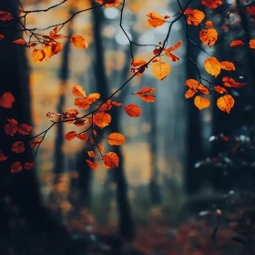 Orange Foliage Forest Backdrop
