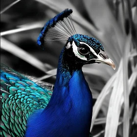 Peacock's Gaze: A Study in Blue and Teal
