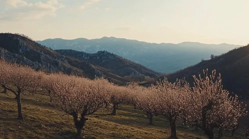 Blossoming Orchard with Mountain Backdrop