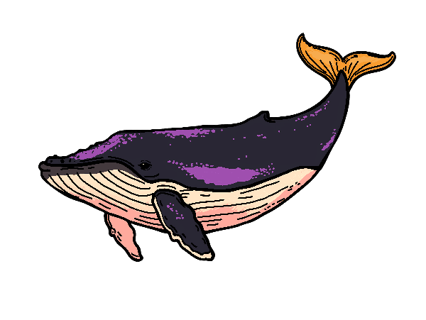 Whimsical Whale T-Shirt Art POD Design