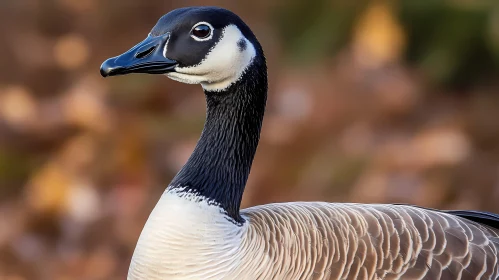 Portrait of a Goose with Detailed Plumage