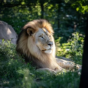 Lion Portrait